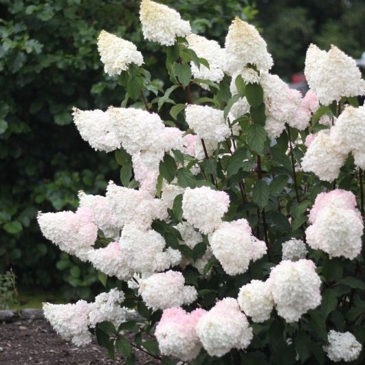 Гортензия метельчатая Ванилла Фрайз штамб 110